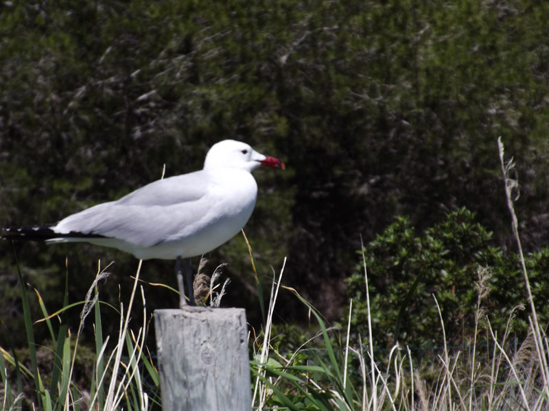 Audouin's Gull