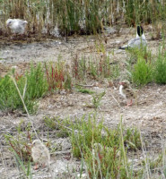 Bird Watching in Valencia Province