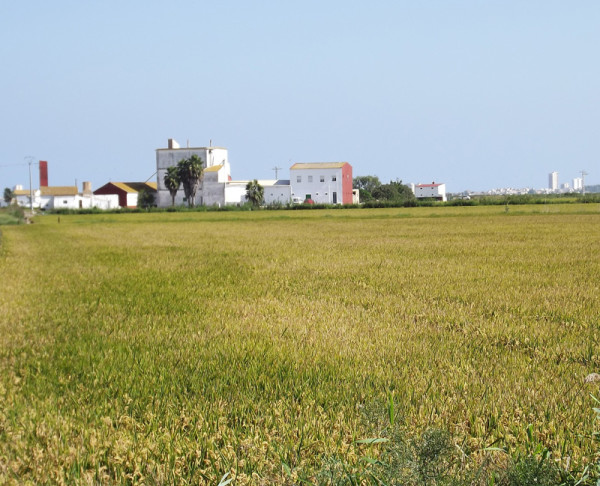 Rice Fields of Albufera de Valencia