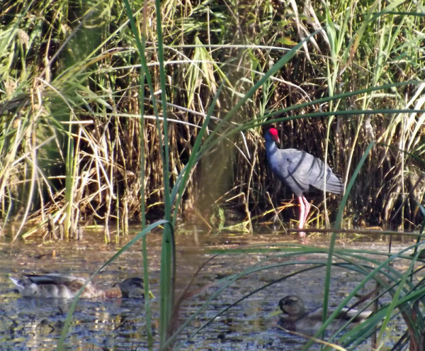 Purple Swamphen