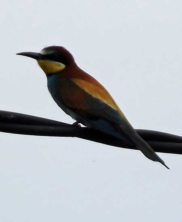 Bee Eater
