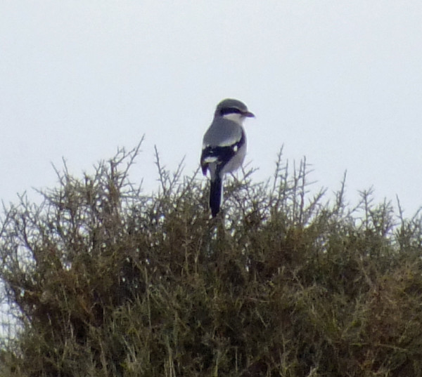 Iberian Grey Shrike