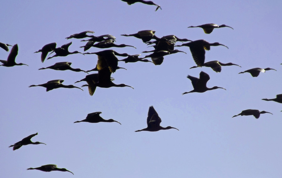 Glossy Ibis in flight