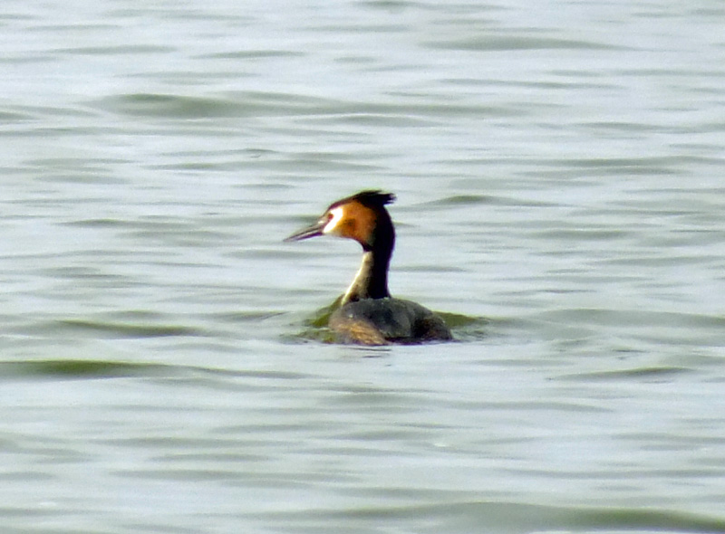 Great Crested Grebe