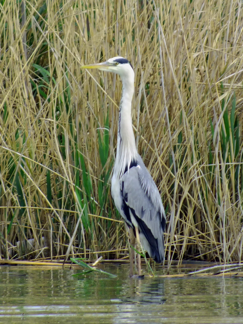 Grey Heron