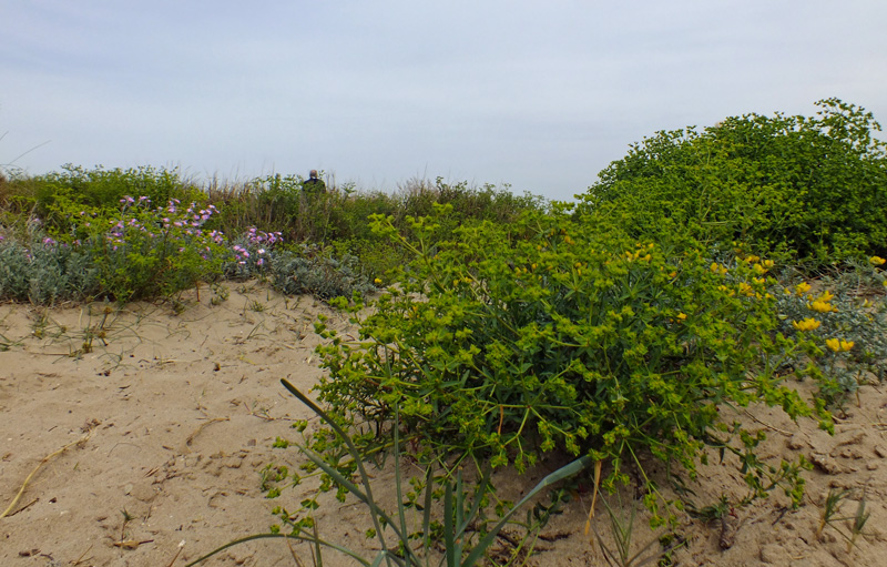 The coastal dune systems of Albufera