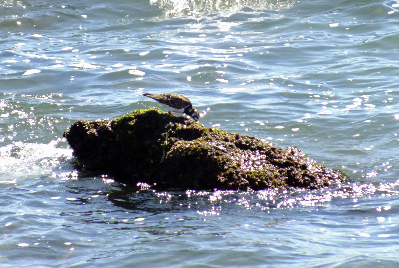 Turnstone