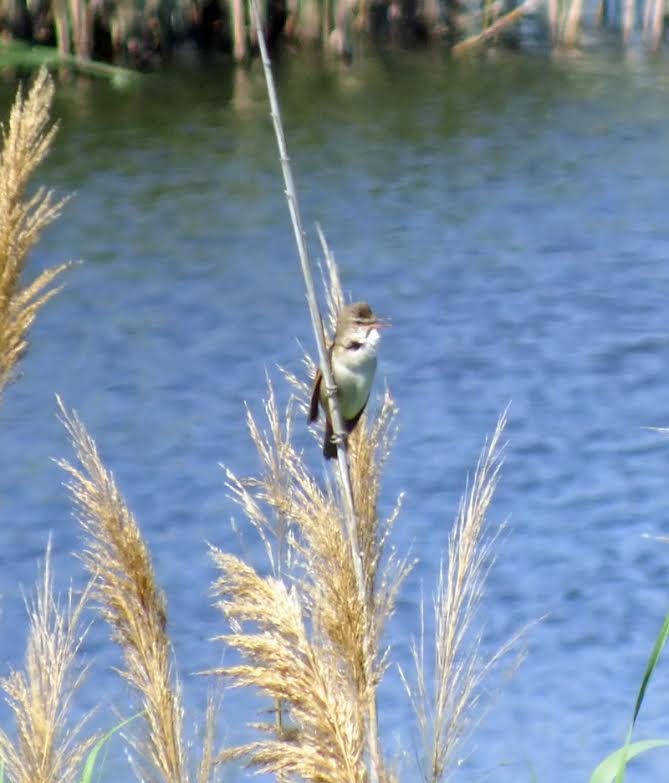 Great Reed Warbler