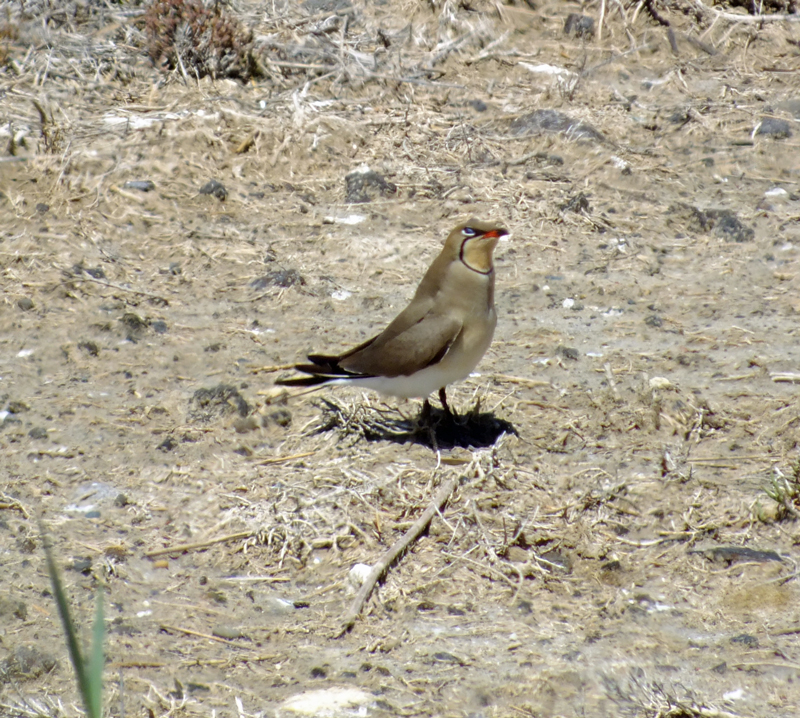 Collared Pratincole