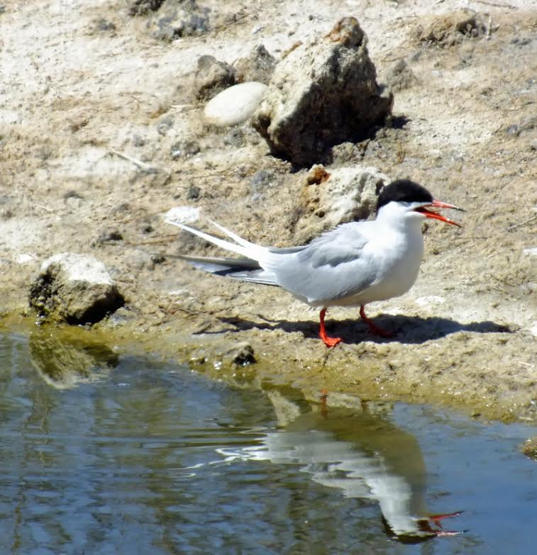 Common Tern