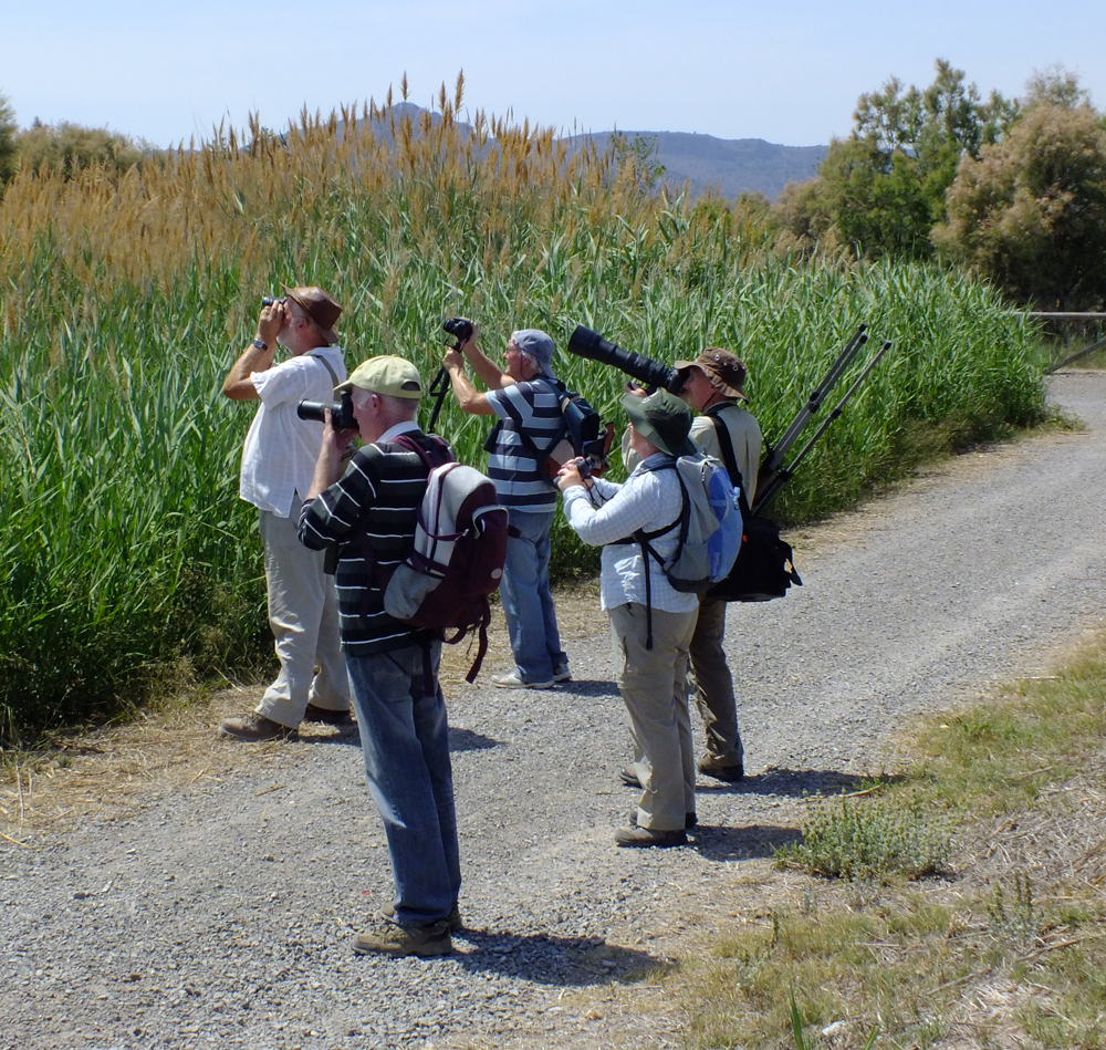 Guided bird watching in Valencia