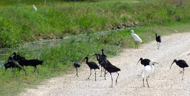 Glossy Ibis and Little Egret