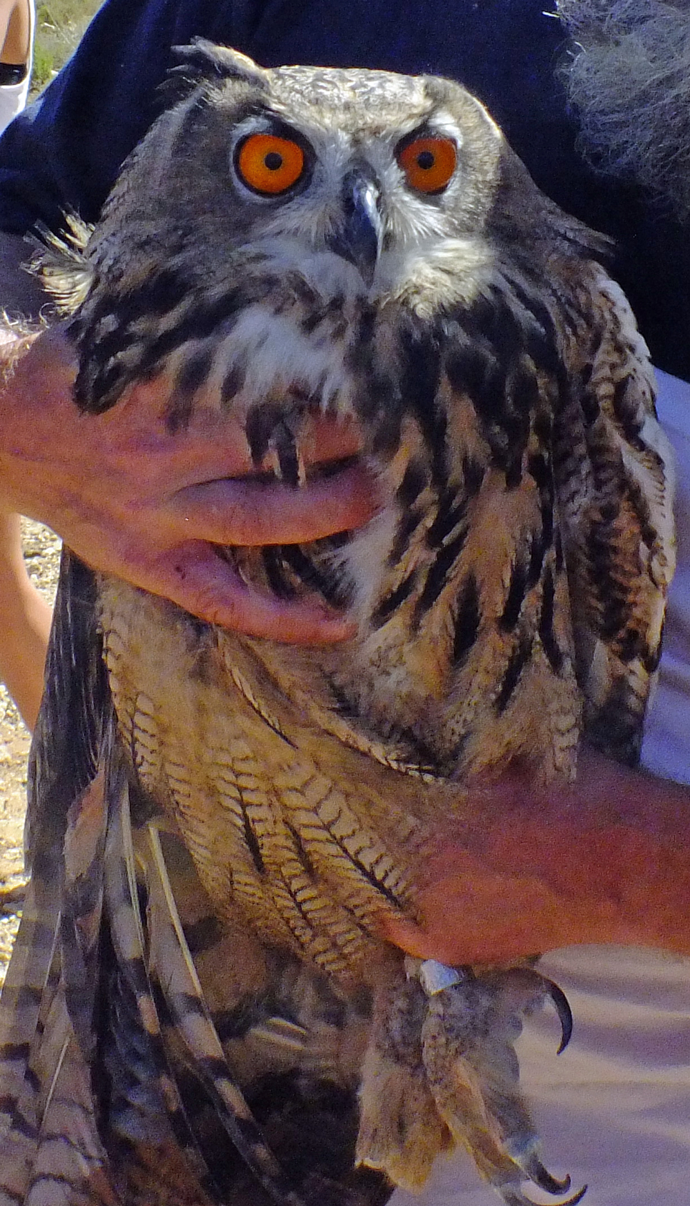 The magnificent Eagle Owl