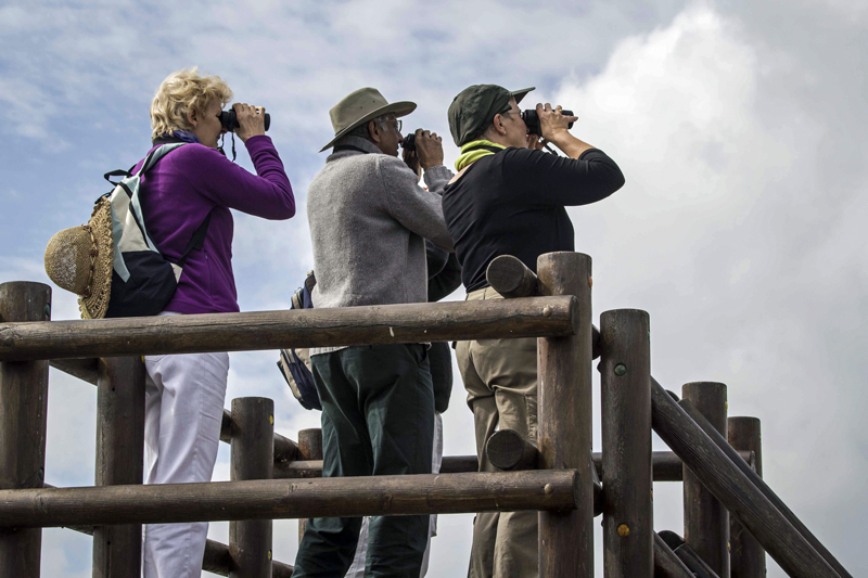 Birding in Valencia