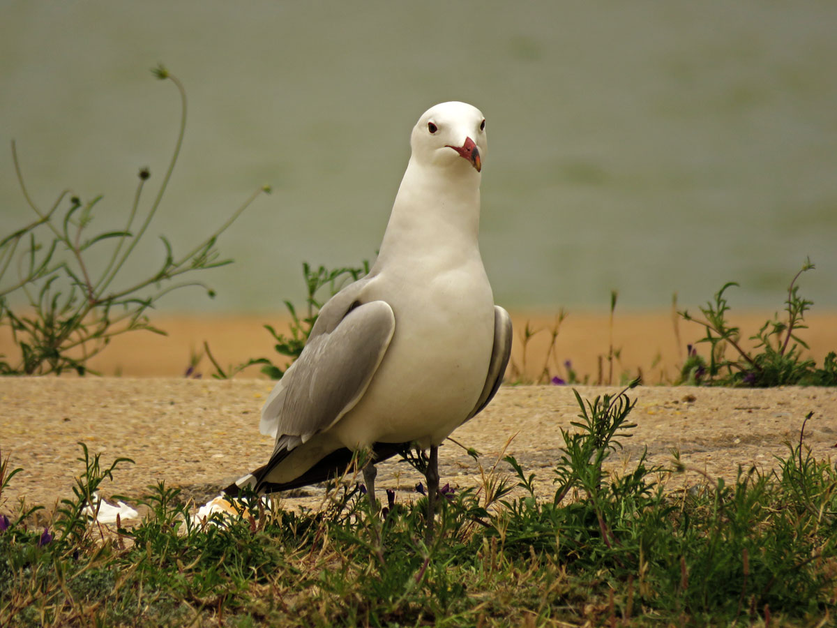 Audouin Gull