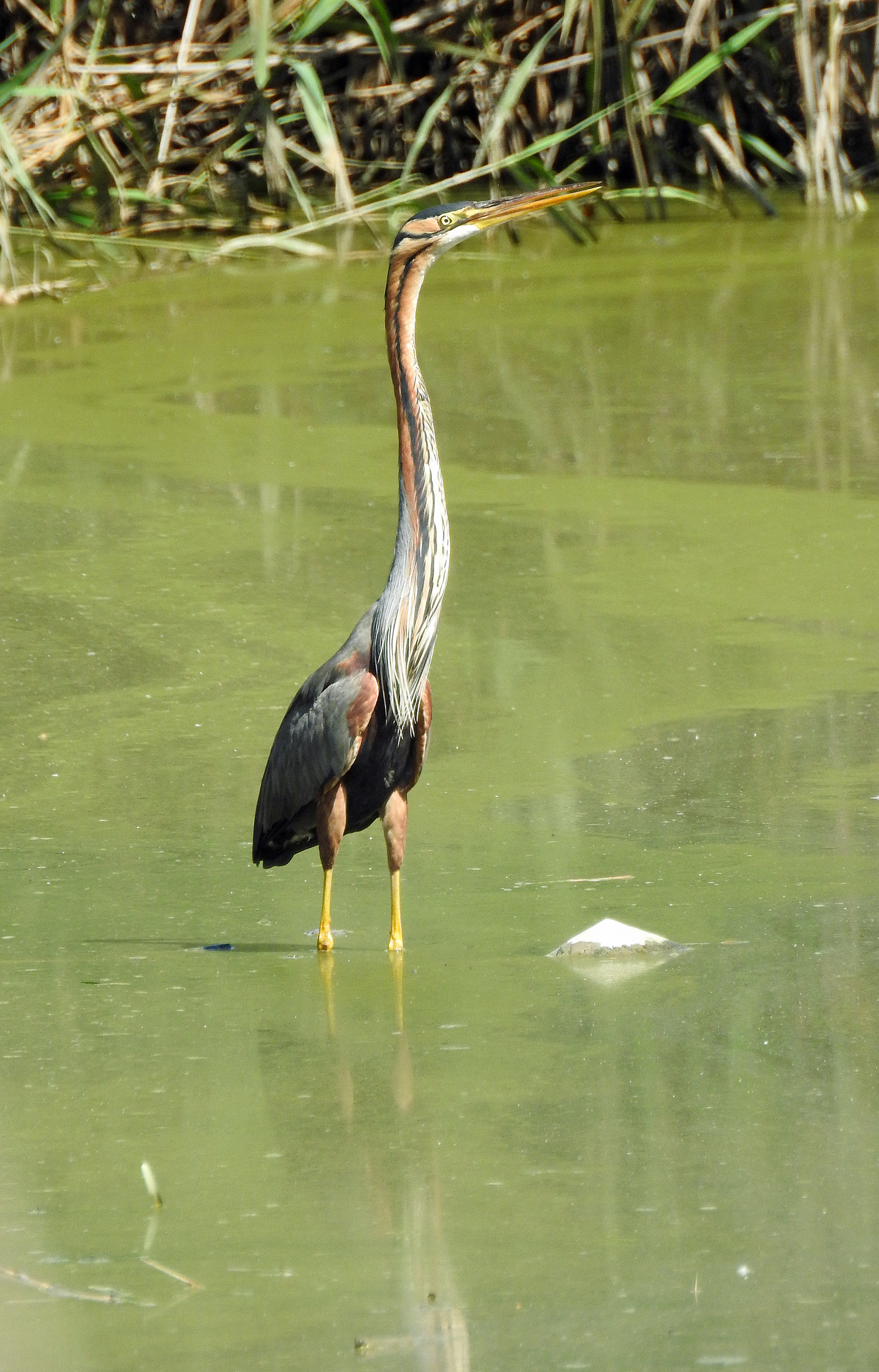 Two Day Guided Birding Trip To The Wetlands Of Valencia - Valencia 