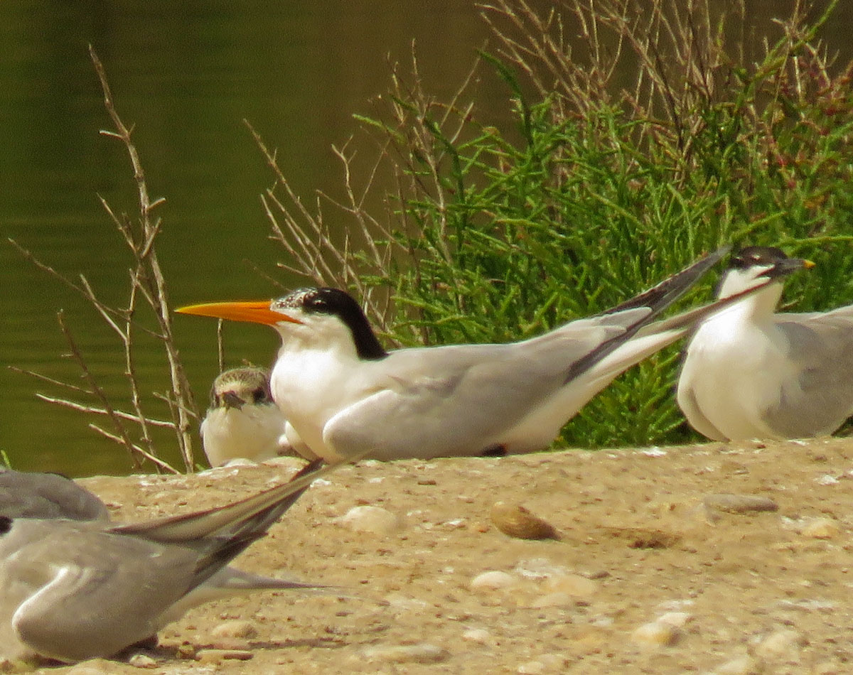 Elegant Tern