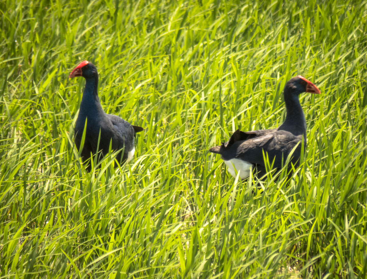 Purple Swamphen