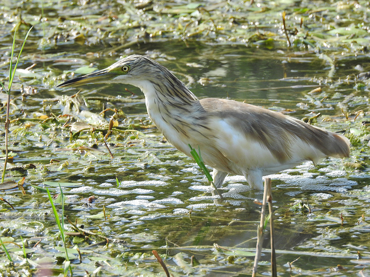 An Early Autumn Day At Albufera De Valencia - Valencia Birding - Guided 